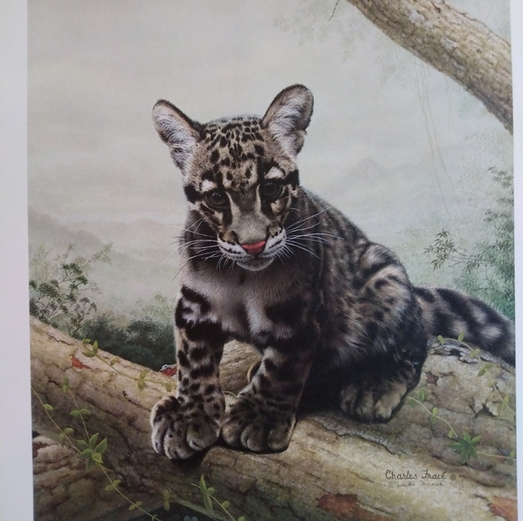 Charles Frace artist print. " Clouded Leopard Cub". Stamped signed and numbered - Picture 1 of 3